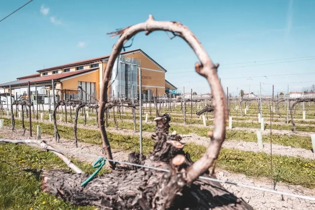 Een bezoek aan Casa Baccichetto: waar terroir, innovatie en traditie samenkomen