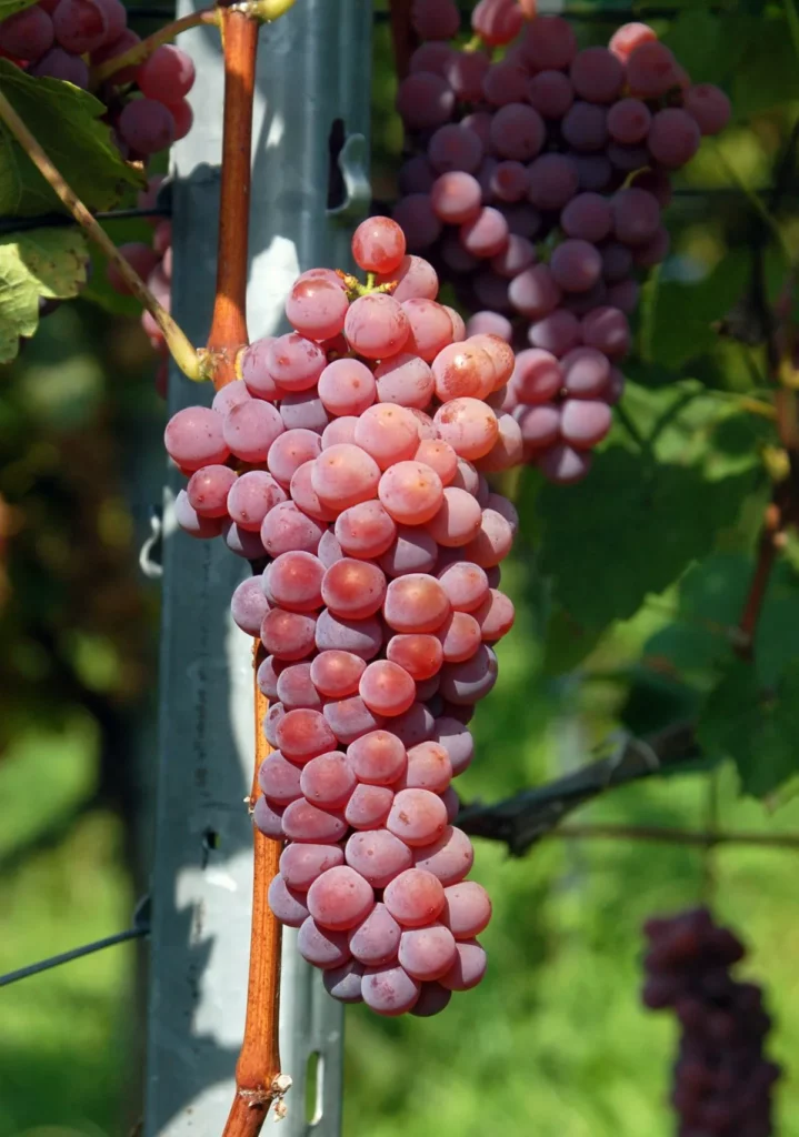 souvignier gris traube